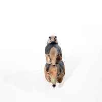 Image 4 of Anteater Tamandua Family Stack