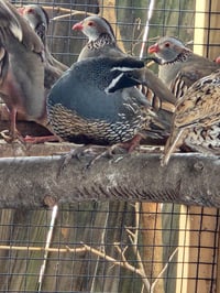 Image 2 of California Valley Hatching eggs 