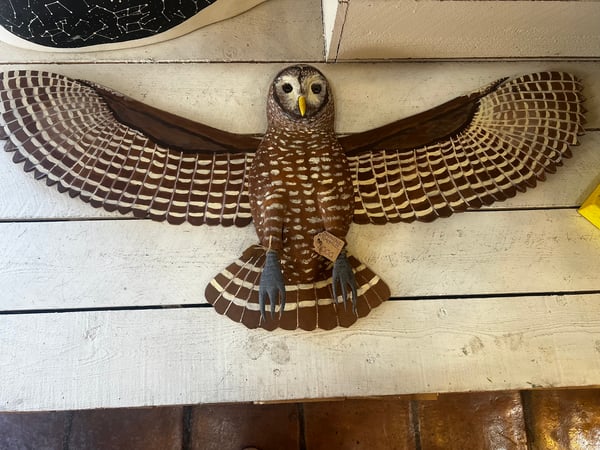 Image of Owl by Paul Lutonsky