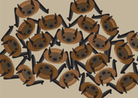 Image 2 of Bat Collection