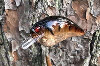 Image 8 of Custom Airbrushed S-CRANK 1.5 Squarebill Crankbait 998