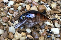 Image 1 of Custom Airbrushed S-CRANK 1.5 Squarebill Crankbait 998