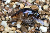 Image 2 of Custom Airbrushed S-CRANK 1.5 Squarebill Crankbait 998