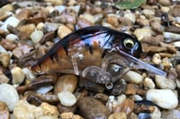 Image 5 of Custom Airbrushed S-CRANK 1.5 Squarebill Crankbait 998