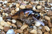 Image 6 of Custom Airbrushed S-CRANK 1.5 Squarebill Crankbait 998