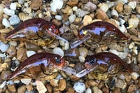 Image 9 of  Custom Airbrushed S-CRANK 1.5 Squarebill Crankbait 8046