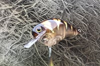Image 3 of Custom Airbrushed S-CRANK 1.5 Squarebill Crankbait 8109