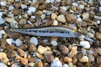 Image 4 of Custom Airbrushed Jerkbait TA 110+ 4739