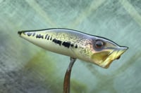 Image 2 of  SPEEDBAITS Custom Airbrushed Topwater Popper 5165