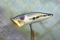 Image 1 of  SPEEDBAITS Custom Airbrushed Topwater Popper 5165