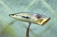 Image 5 of  SPEEDBAITS Custom Airbrushed Topwater Popper 5165