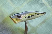 Image 9 of  SPEEDBAITS Custom Airbrushed Topwater Popper 5165