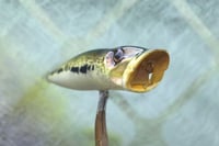 Image 4 of  SPEEDBAITS Custom Airbrushed Topwater Popper 5165