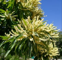 Image 1 of Esencia floral de CASTAÑO DULCE