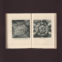 Image 7 of Medieval Carvings in Exeter Cathedral