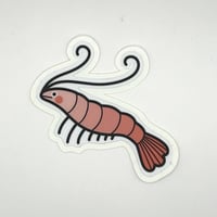 Shy Shrimp Sticker 