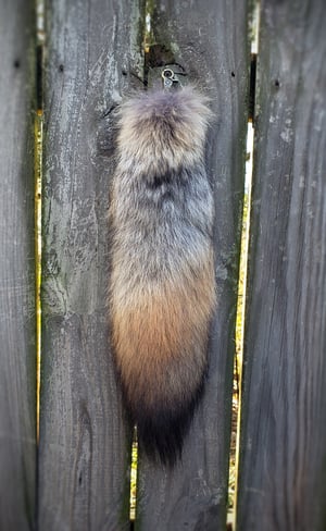 Image of Coywolf Tail