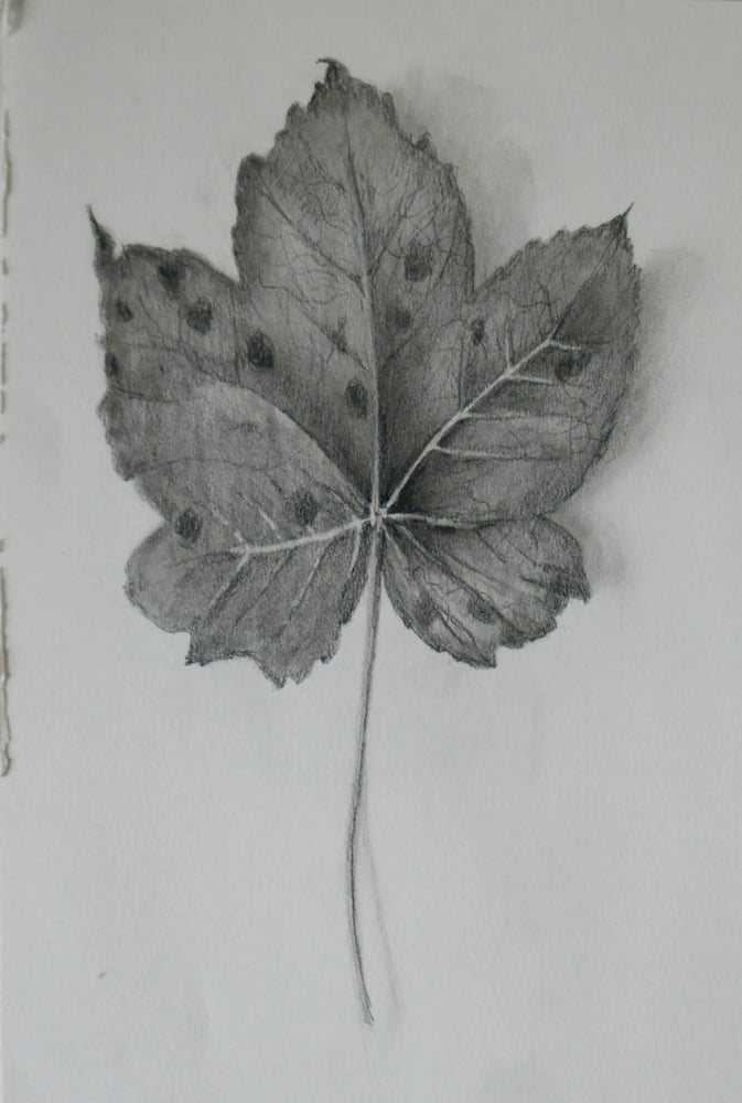 Image of Fallen Leaf