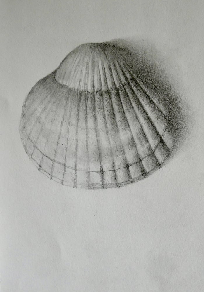 Image of Seashell