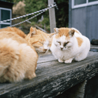 Katherine Longly - Cat Island Blues 14