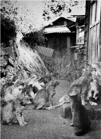 Katherine Longly - Cat Island Blues 15