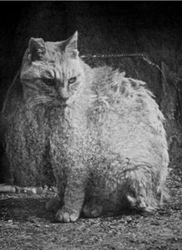 Katherine Longly - Cat Island Blues 16