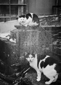 Katherine Longly - Cat Island Blues 18