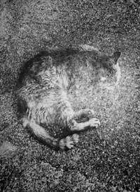 Katherine Longly - Cat Island Blues 19