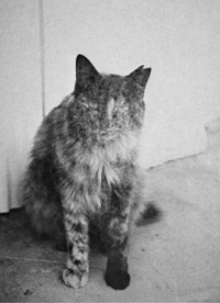 Katherine Longly - Cat Island Blues 20