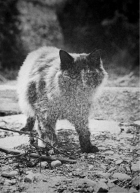 Katherine Longly - Cat Island Blues 21