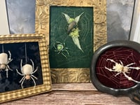 Image 1 of The Bone Collection