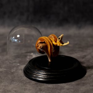 Image of Mummified Green Tree Python Baby