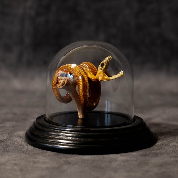 Image of Mummified Green Tree Python Baby