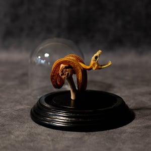 Image of Mummified Green Tree Python Baby