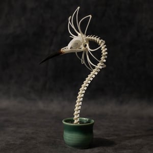 Image of Bee-Eater Skella-Daisy