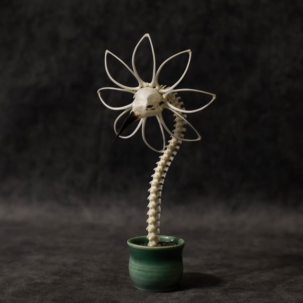 Image of Bee-Eater Skella-Daisy