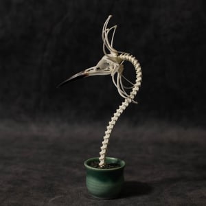 Image of Bee-Eater Skella-Daisy