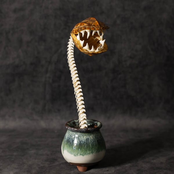 Image of "Carnivorous Bloom" 01