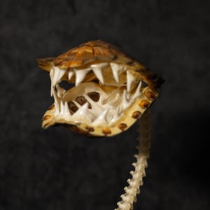 Image of Carnivorous Bloom 02