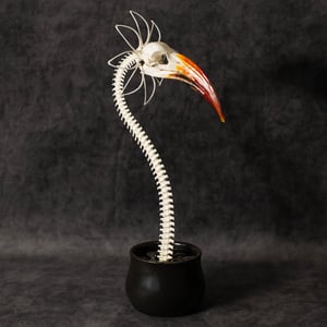 Image of Zazu Skella-Daisy