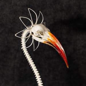 Image of Zazu Skella-Daisy