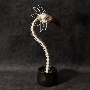 Image of Zazu Skella-Daisy