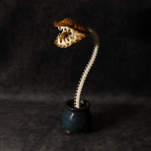 Image of Carnivorous Bloom 03