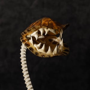 Image of Carnivorous Bloom 03