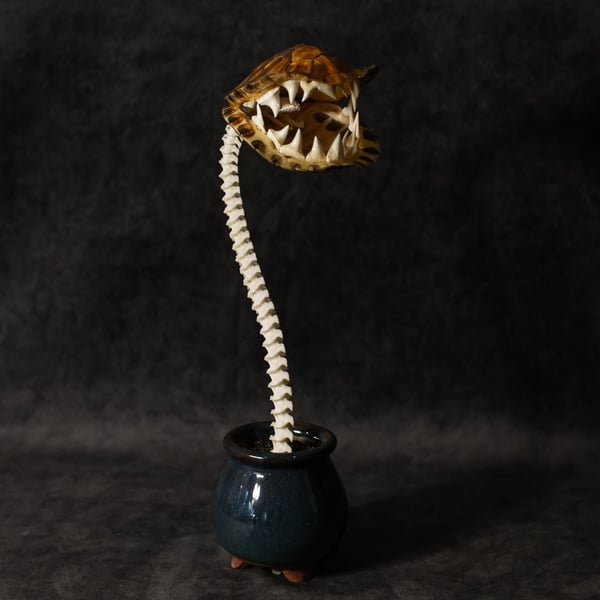 Image of Carnivorous Bloom 03