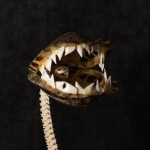 Image of Carnivorous Bloom 04