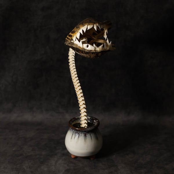 Image of Carnivorous Bloom 04