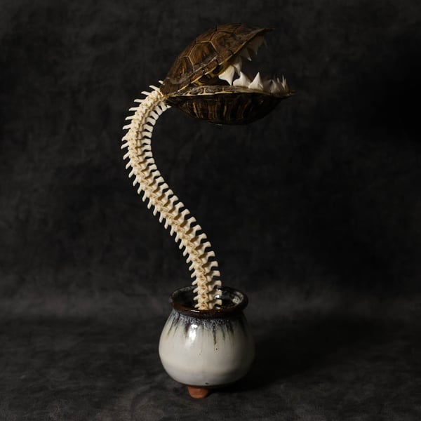 Image of Carnivorous Bloom 04