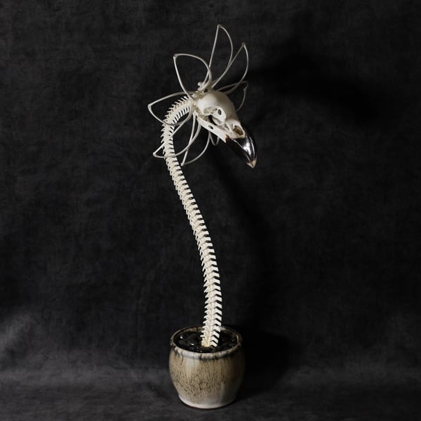 Image of WHITE-NECKED RAVEN SKELLA-DAISY!!