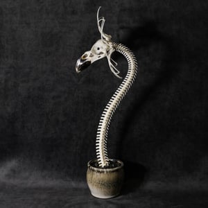 Image of WHITE-NECKED RAVEN SKELLA-DAISY!!